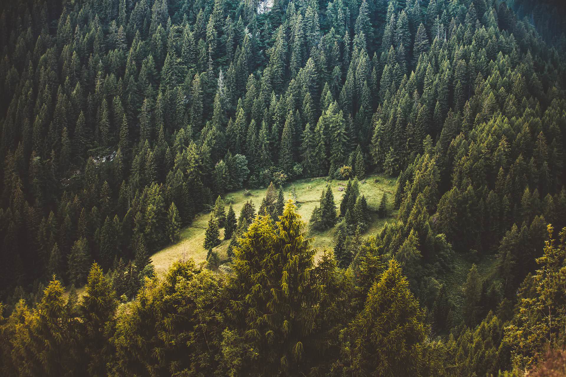 Sunlight over a thriving native forest