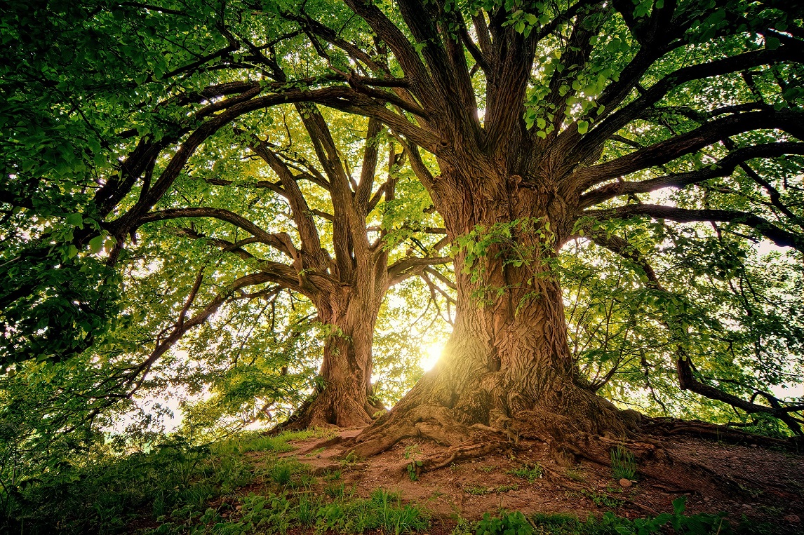 Sunlight through a large tree